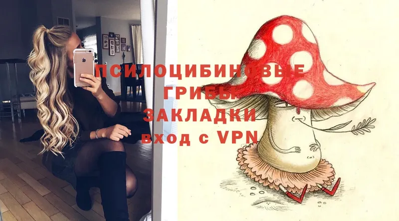 Галлюциногенные грибы Psilocybe  Камешково 